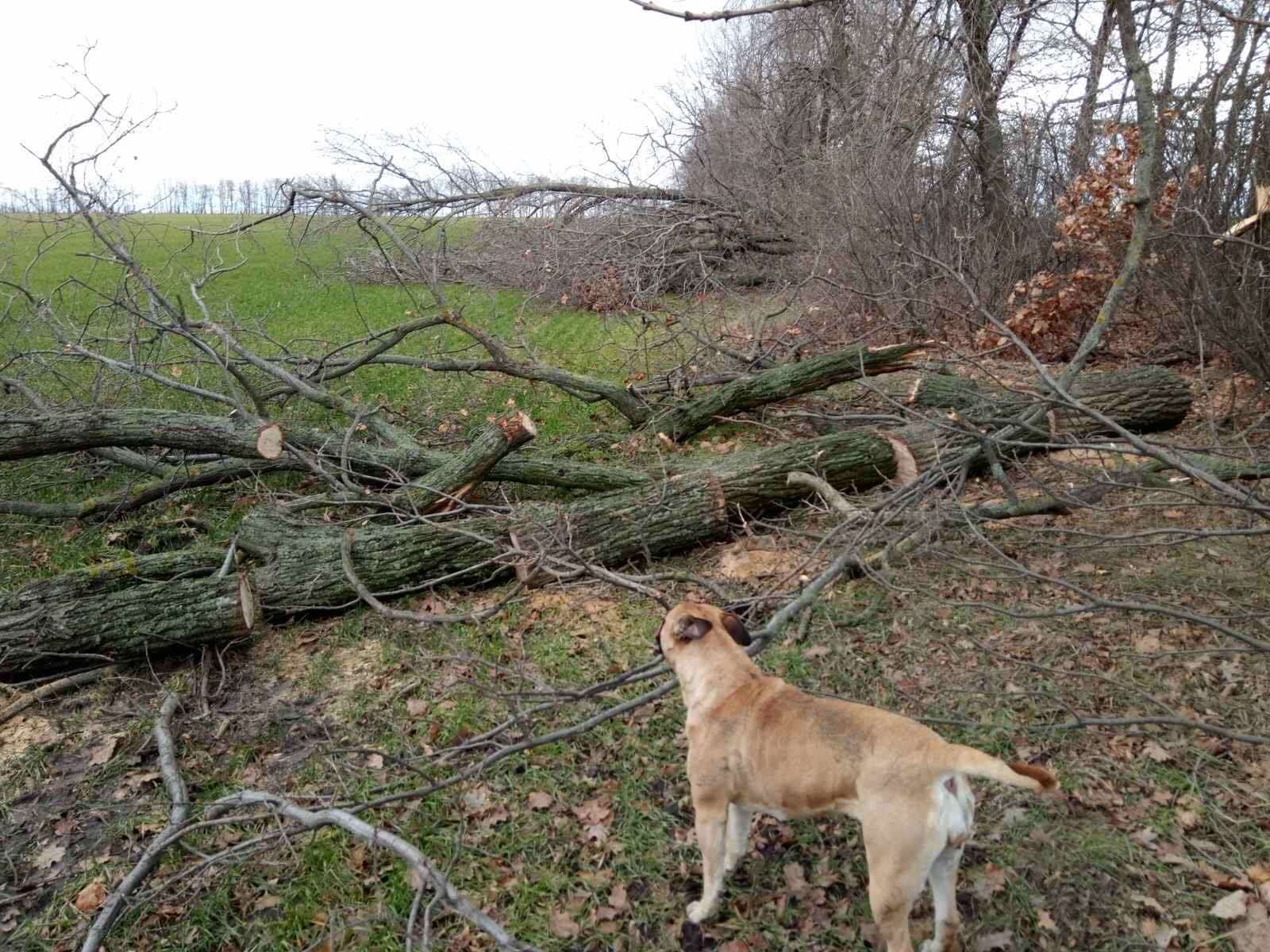 Рубили деревья в течение нескольких дней / фото: fb Кушугумська селищна рада