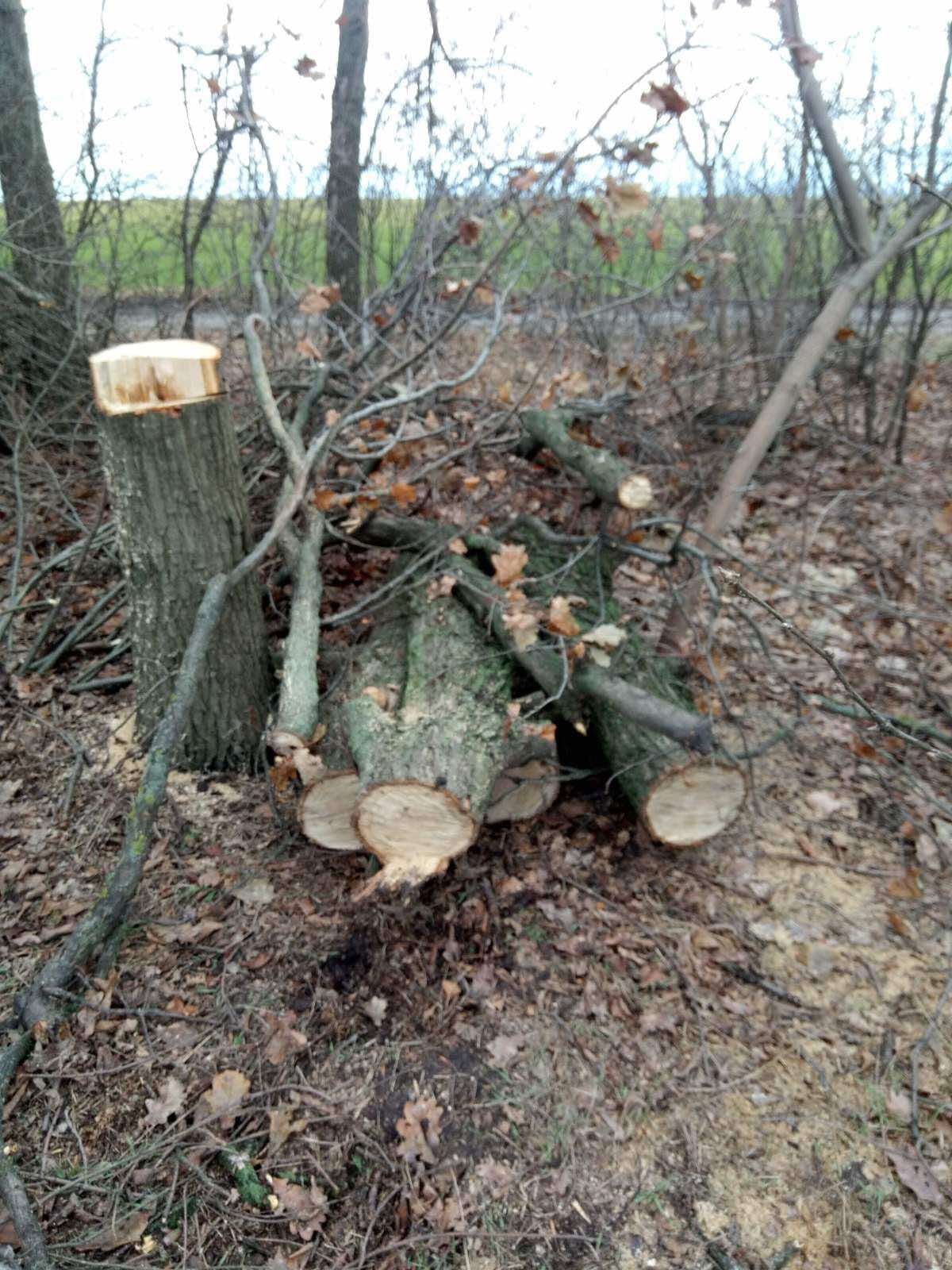 От рук браконьеров пострадало 50 деревьев / фото: fb Кушугумська селищна рада