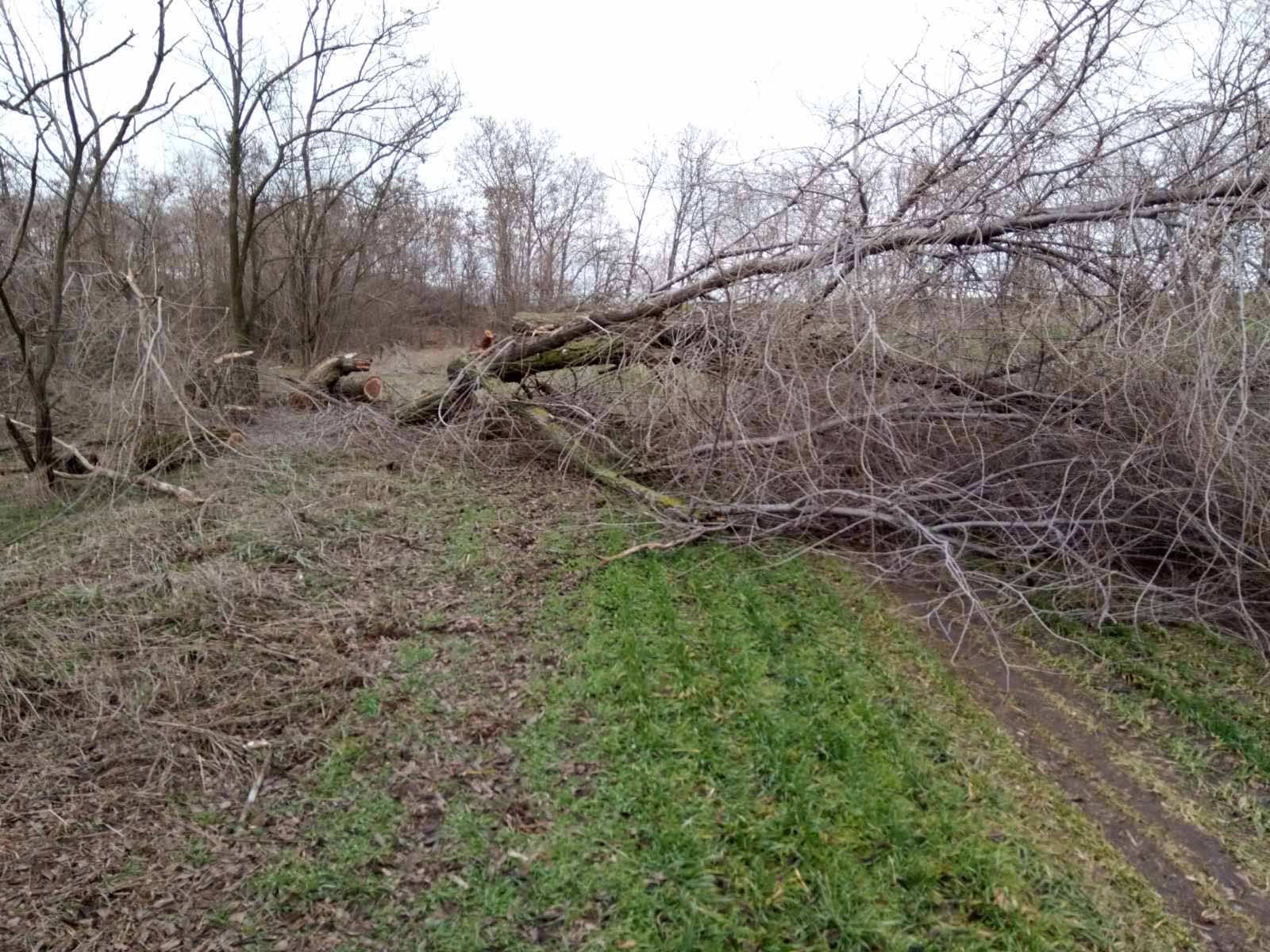 Деревья срубили в Сухой Балке / фото: fb Кушугумська селищна рада