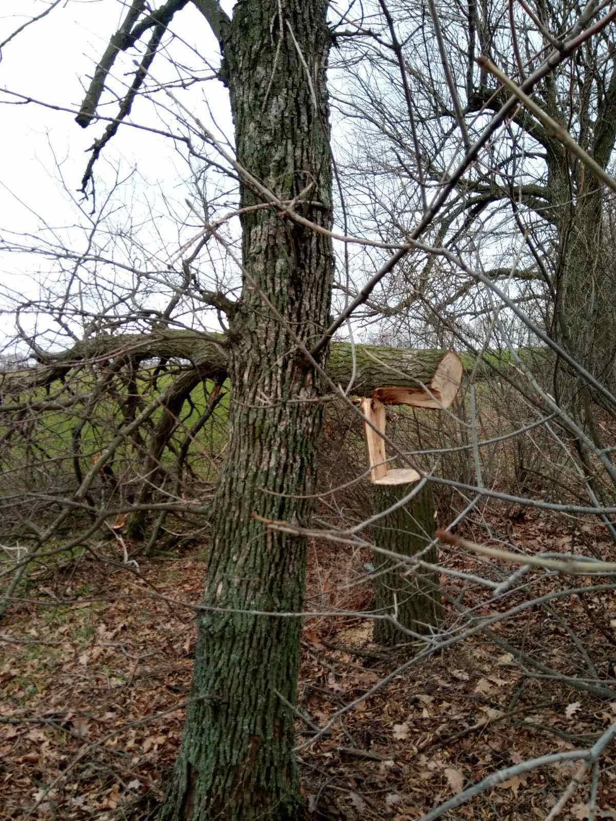 Браконьеров сейчас ищут / фото: fb Кушугумська селищна рада