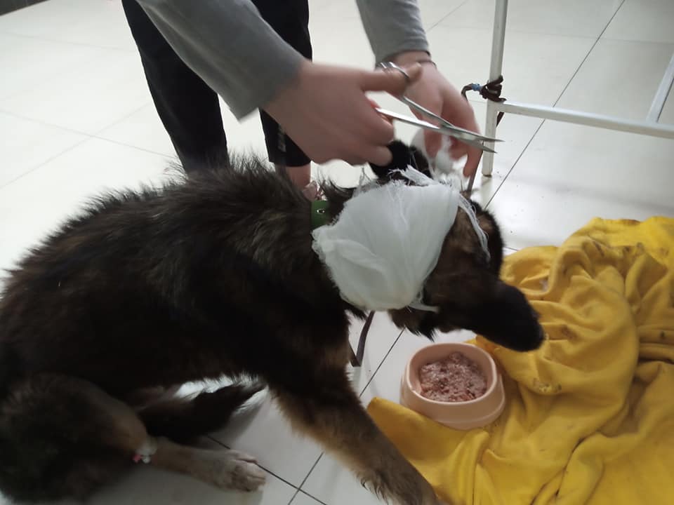 За Гуфи ухаживают в клинике  - фото: fb Елена Пылова