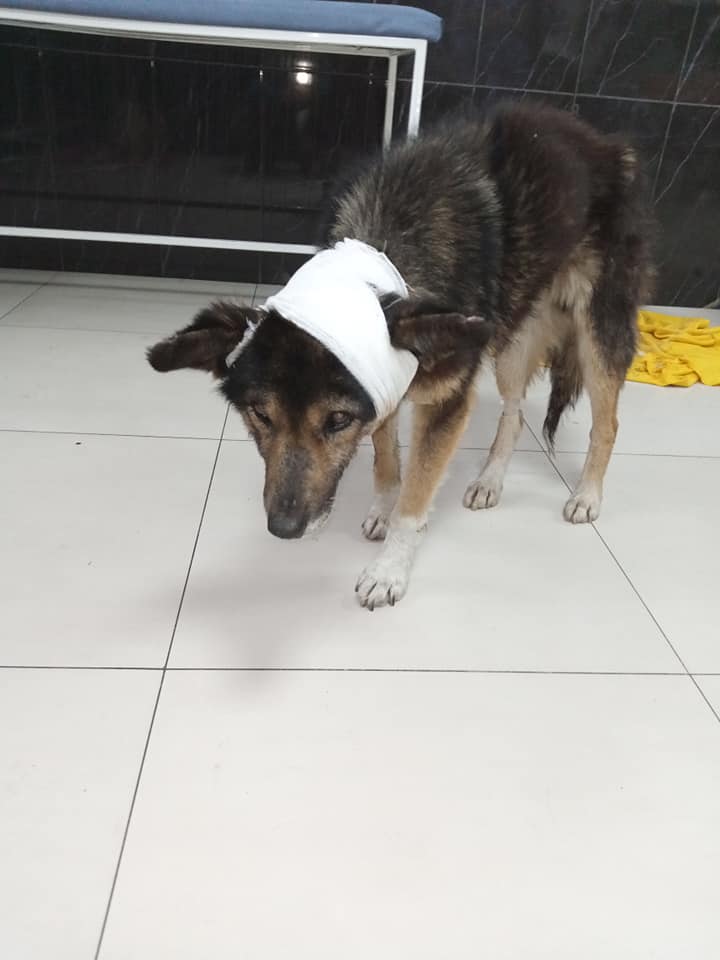 Пока что тяжело ходит  - фото: fb Елена Пылова