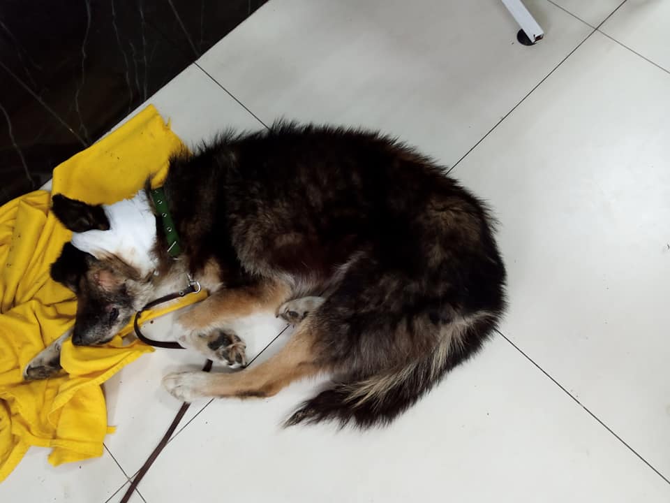 Собаку чуть не убили - фото: fb Елена Пылова