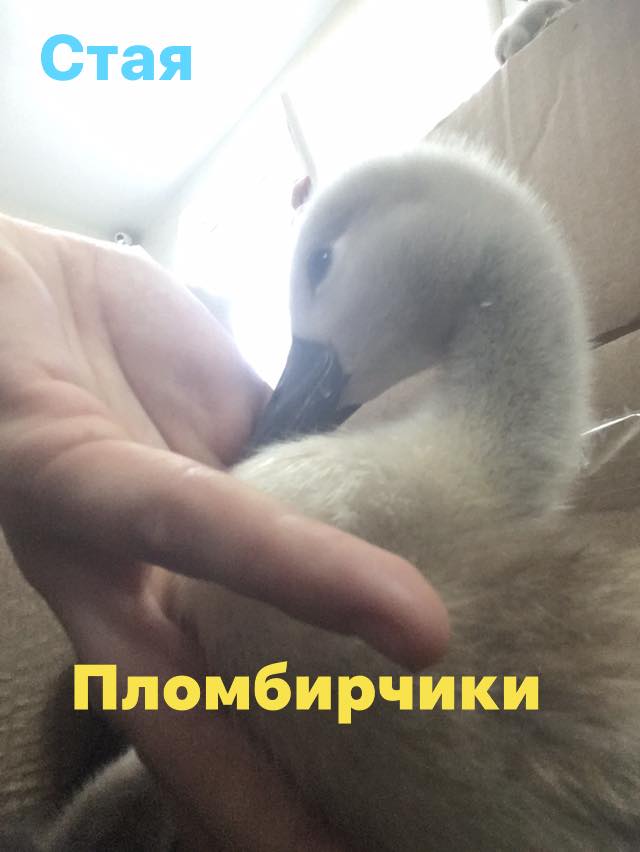 В Запорожье спасают лебедят - фото: fb Олеся Кулык
