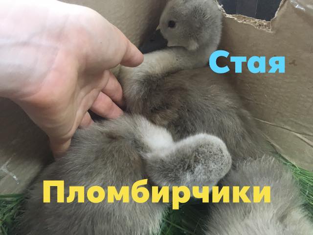 Малыши остались без родителей  - фото: fb Олеся Кулык