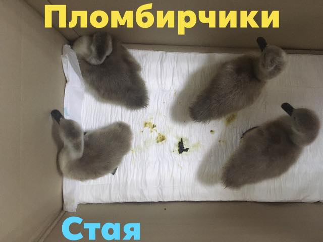 Один не выжил  - фото: fb Олеся Кулык