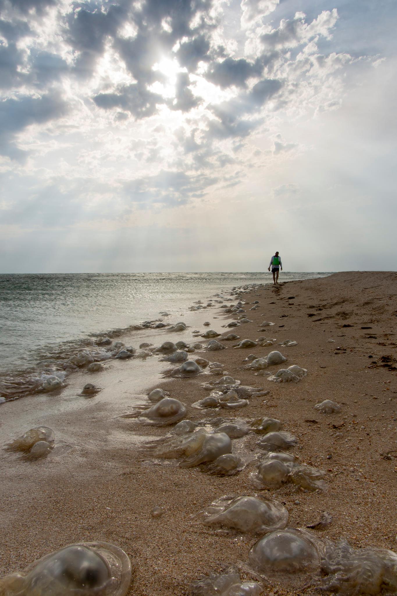 Медузы на курорте - фото: fb Alexandr Arhipov