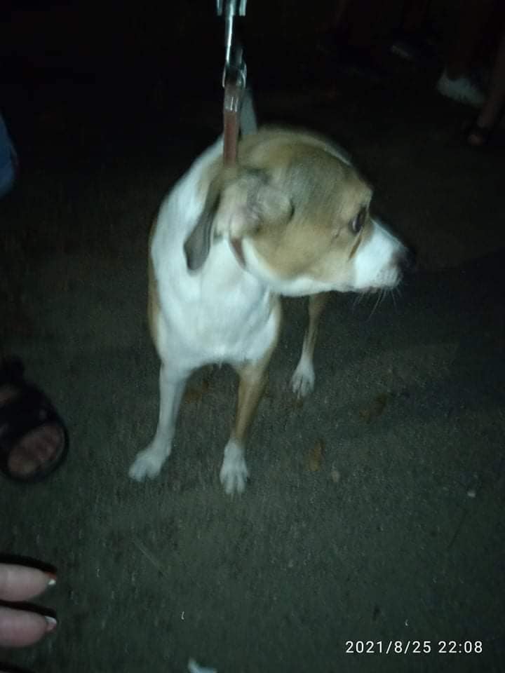 В Запорожье чуть не убили собаку - фото: fb Елена Пылова