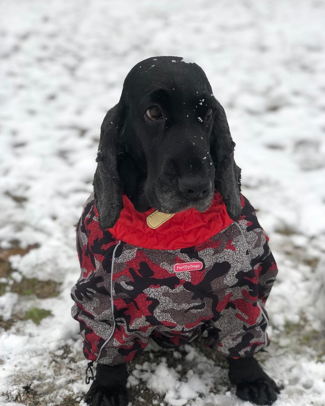 Собаки тоже рады снегу / фото: milaniya.kokhan