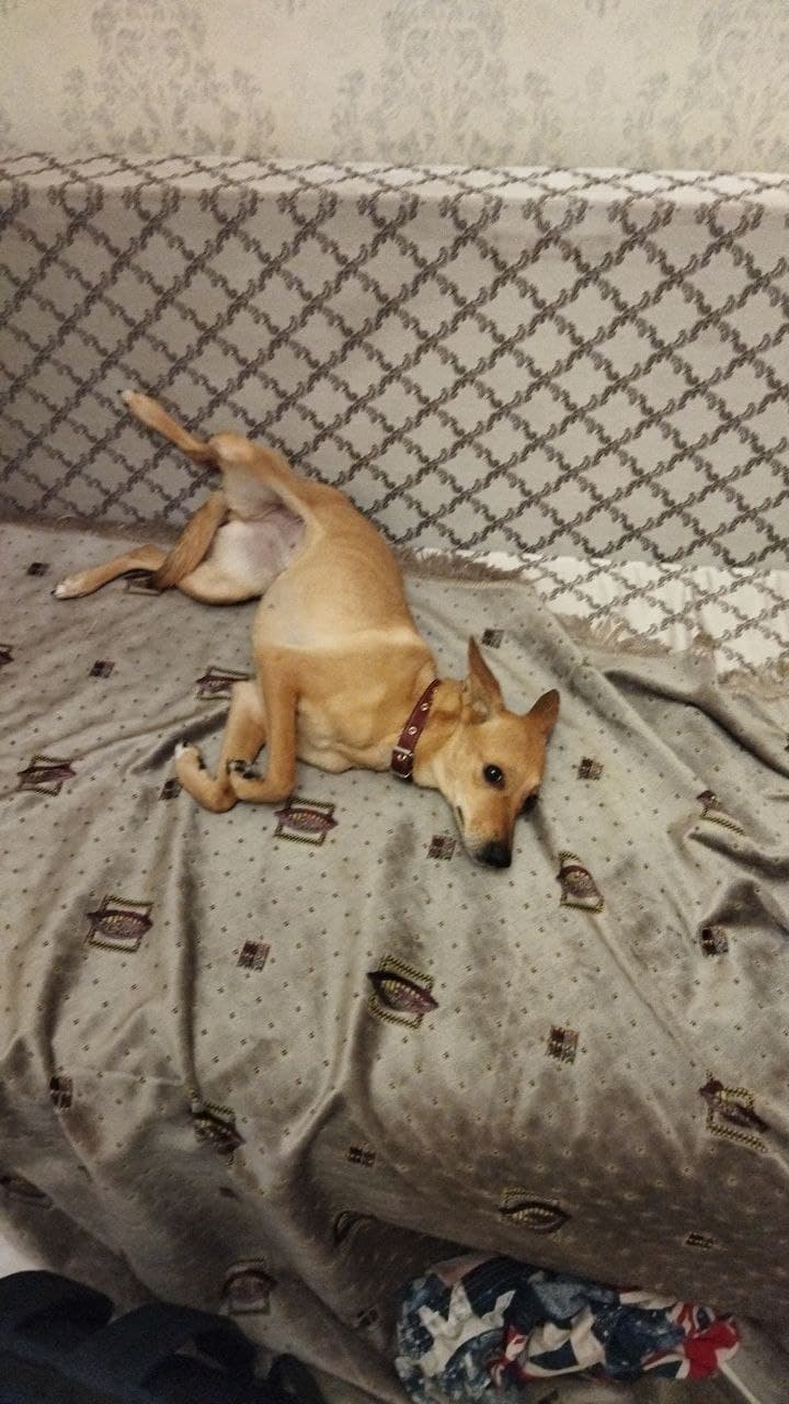 Собачка Соня в той самой квартире