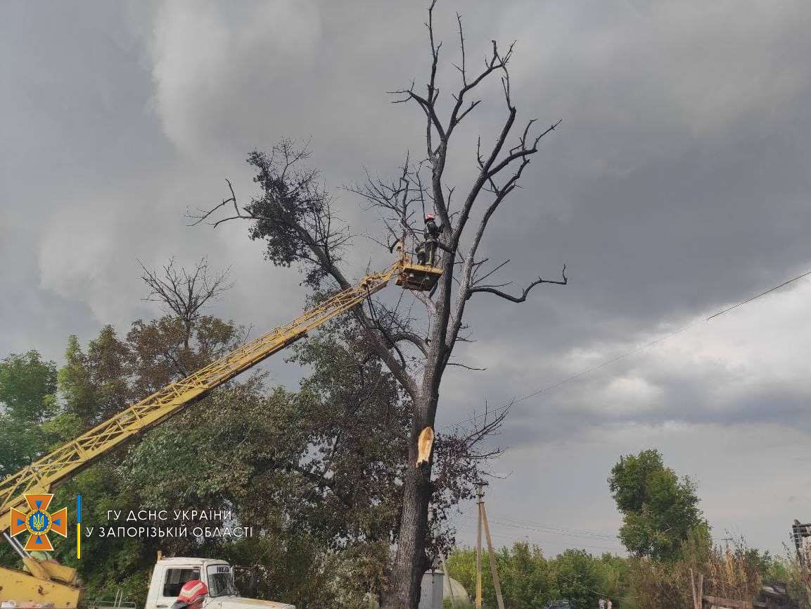 Также загорелось дерево - фото: ГСЧС
