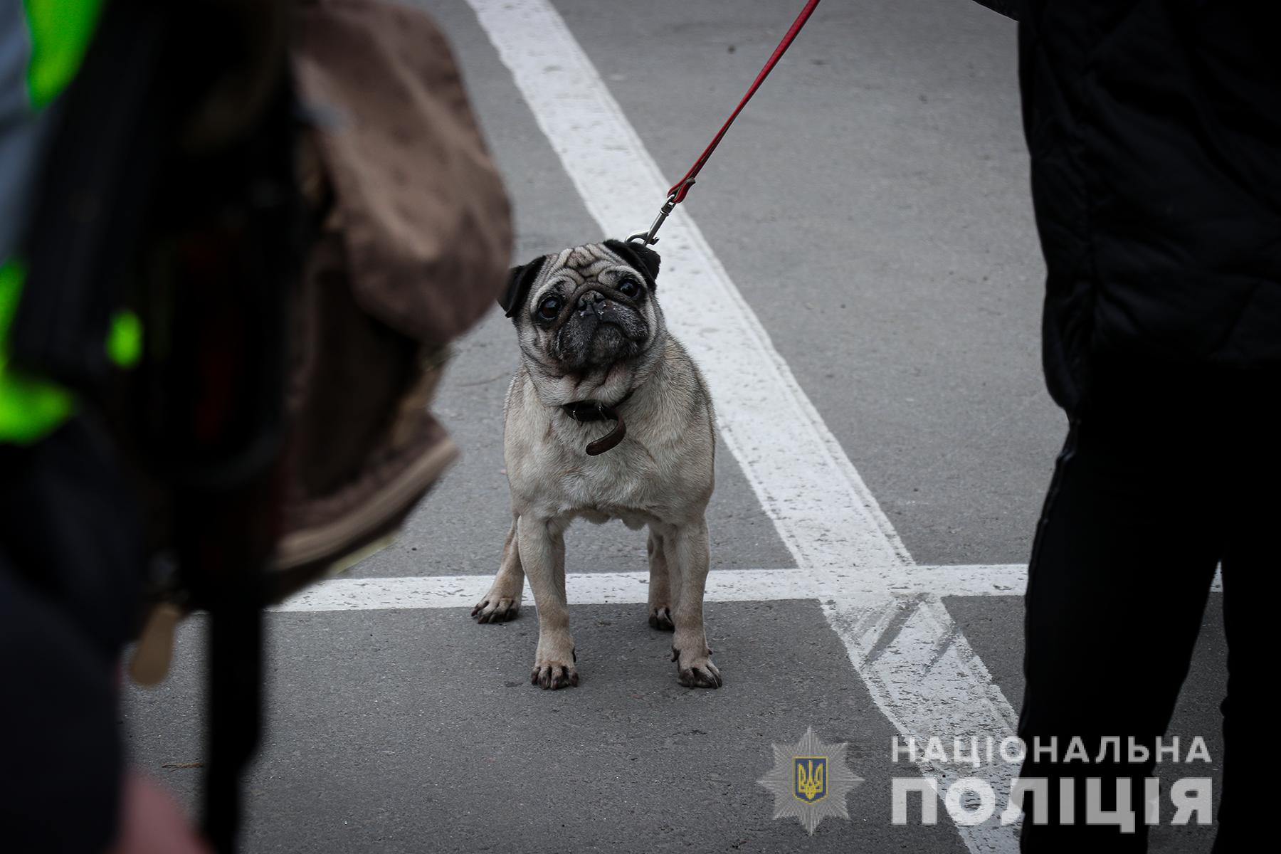 Своїх песиків у біді не залишають - || фото: zp.npu.gov.ua