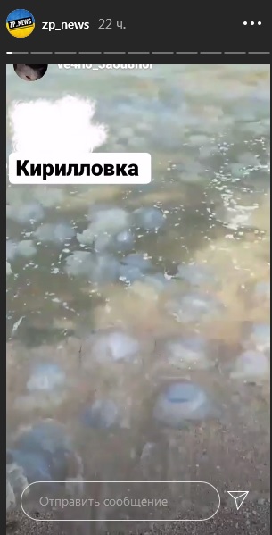 Азовское море заполонили медузы / фото: zp_news