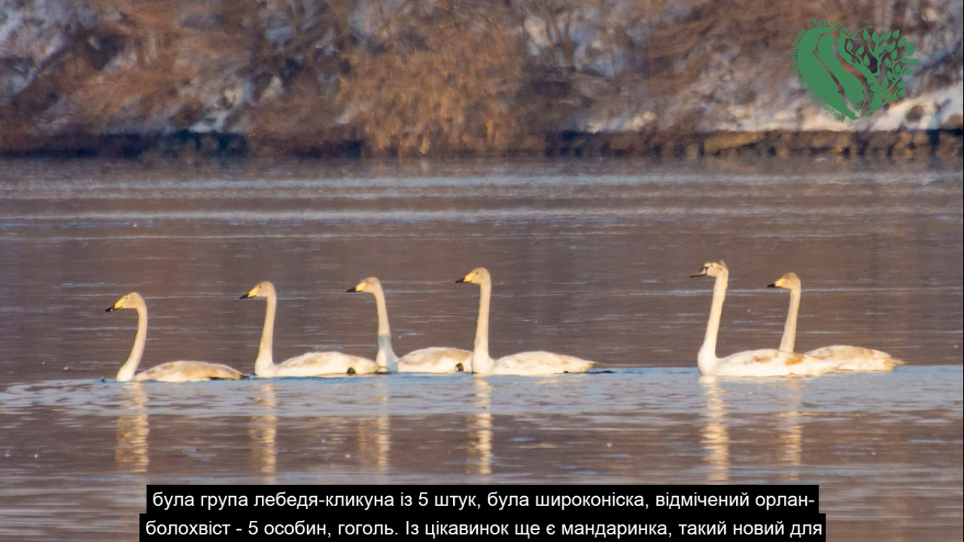 Лебеди / фото: Национальный заповедник Хортица