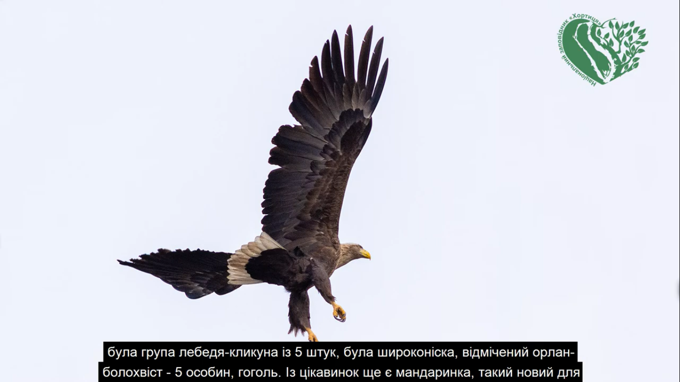 Орлан белохвостый / фото: Национальный заповедник Хортица