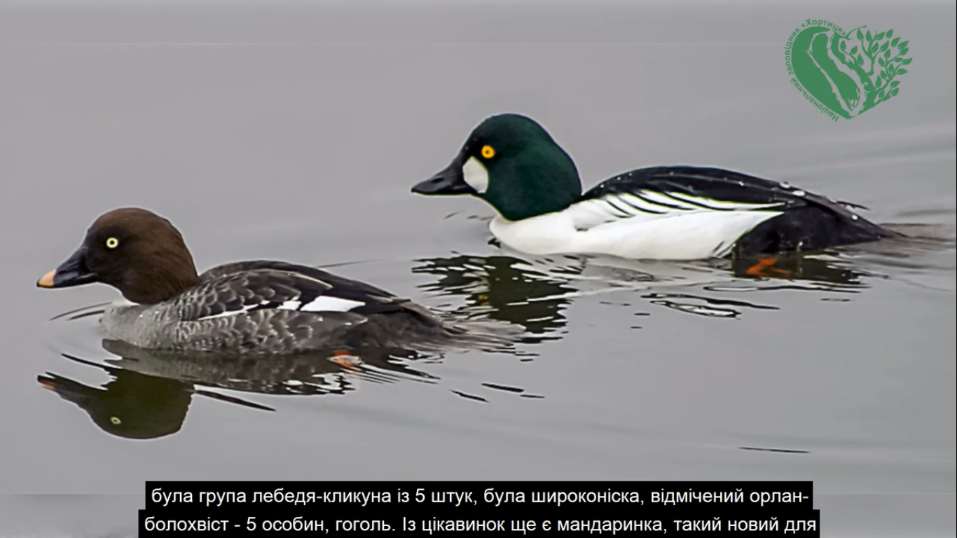 Гоголь / фото: Национальный заповедник Хортица