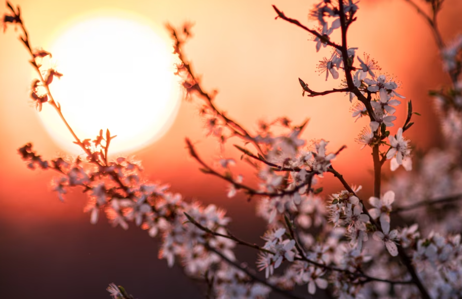 День весеннего равноденствия 2023. Фото: freepik