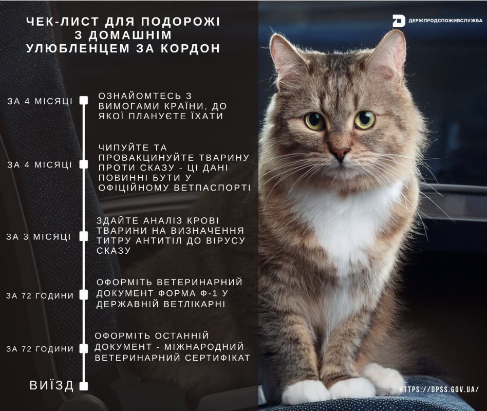 Как выехать за границу с домашним любимцем: чек-лист справок и документов фото 4 3