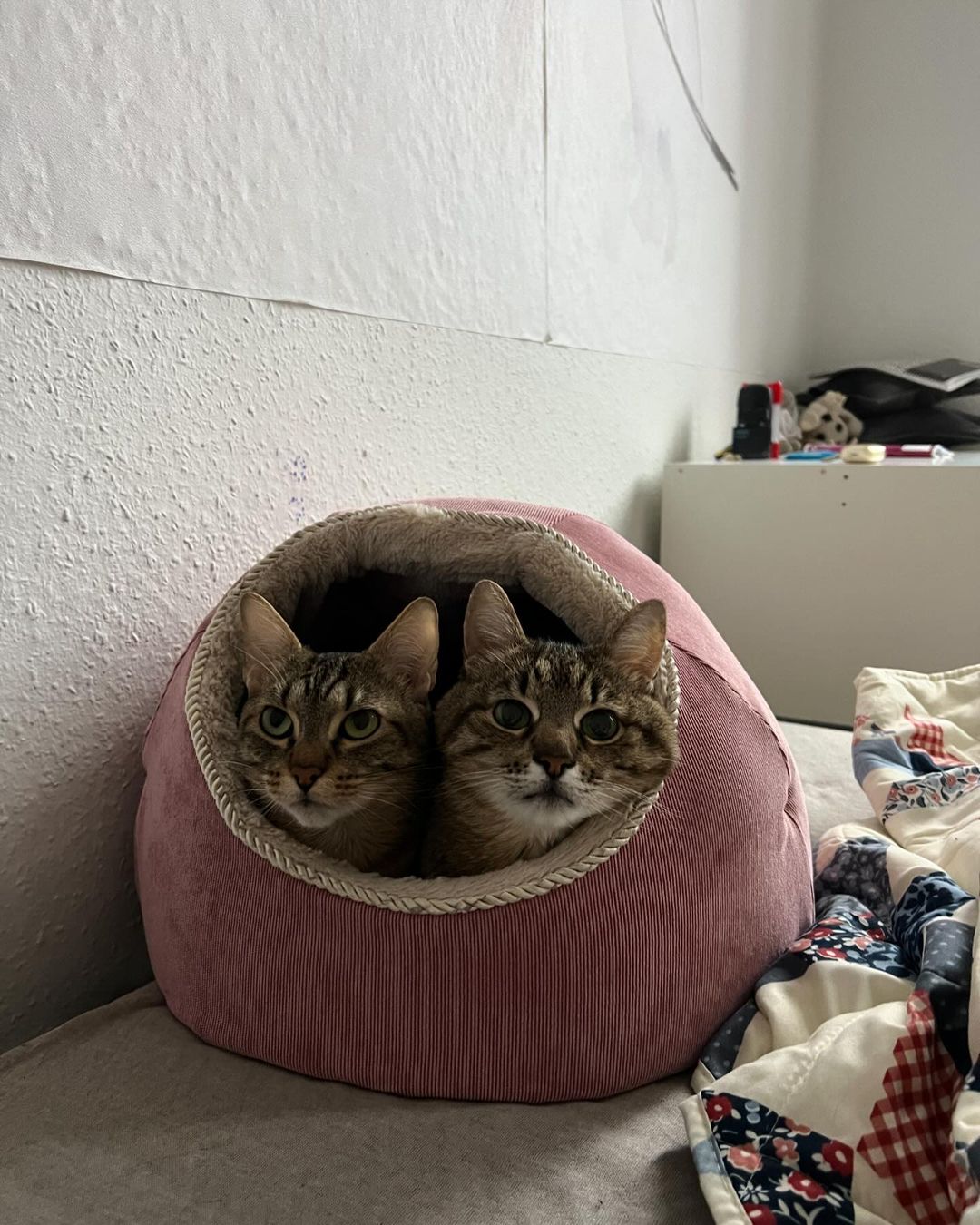 Кот-блогер Степан переїхав до Німеччини.