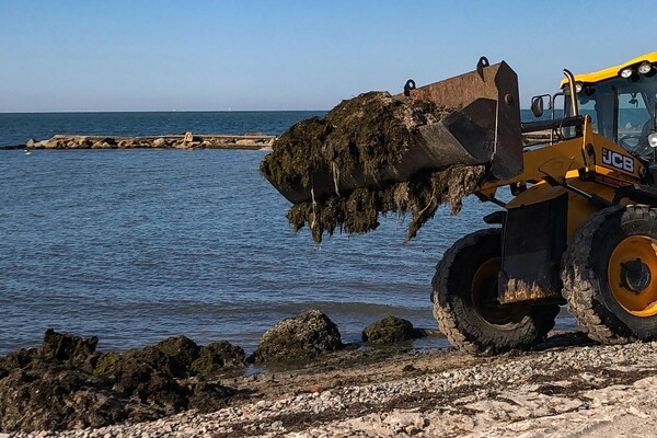 Готовятся к лету: пляжи Бердянска расчищают от водорослей (фото) фото