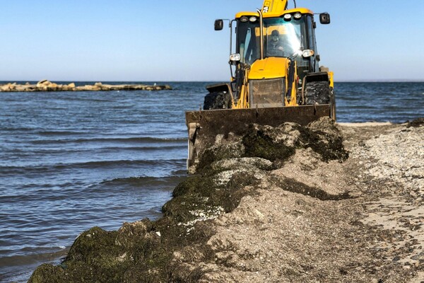 Готовятся к лету: пляжи Бердянска расчищают от водорослей (фото) фото 1