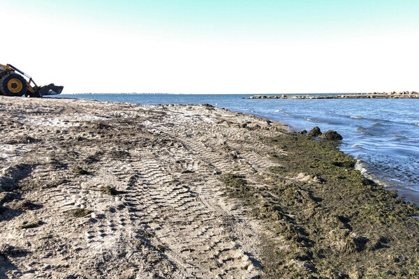 Готовятся к лету: пляжи Бердянска расчищают от водорослей (фото) фото 3