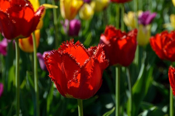 Полюбуйся: в ботсаду цветут маргаритки, тюльпаны и нарциссы  фото