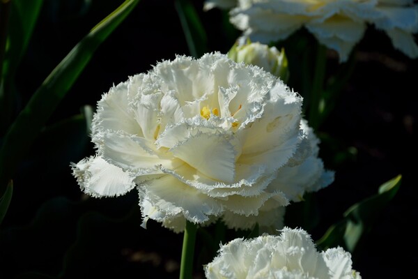 Полюбуйся: в ботсаду цветут маргаритки, тюльпаны и нарциссы  фото 1
