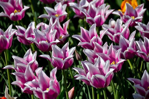 Полюбуйся: в ботсаду цветут маргаритки, тюльпаны и нарциссы  фото 2