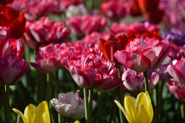 Полюбуйся: в ботсаду цветут маргаритки, тюльпаны и нарциссы  фото 3