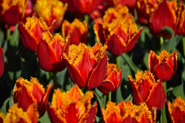 Полюбуйся: в ботсаду цветут маргаритки, тюльпаны и нарциссы  фото 4