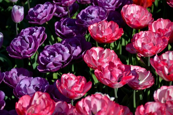 Полюбуйся: в ботсаду цветут маргаритки, тюльпаны и нарциссы  фото 7