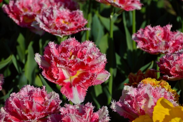 Полюбуйся: в ботсаду цветут маргаритки, тюльпаны и нарциссы  фото 8
