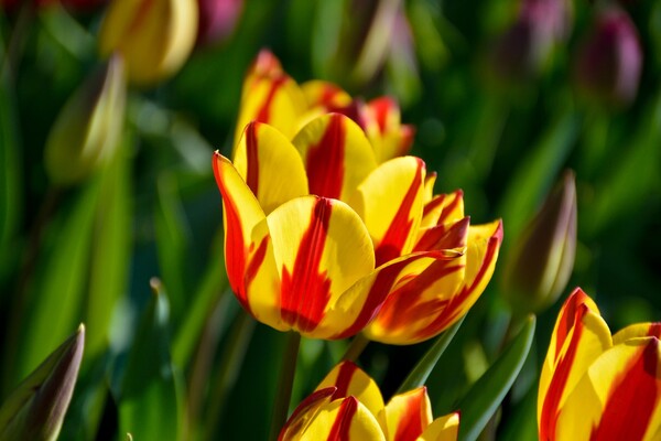 Полюбуйся: в ботсаду цветут маргаритки, тюльпаны и нарциссы  фото 9