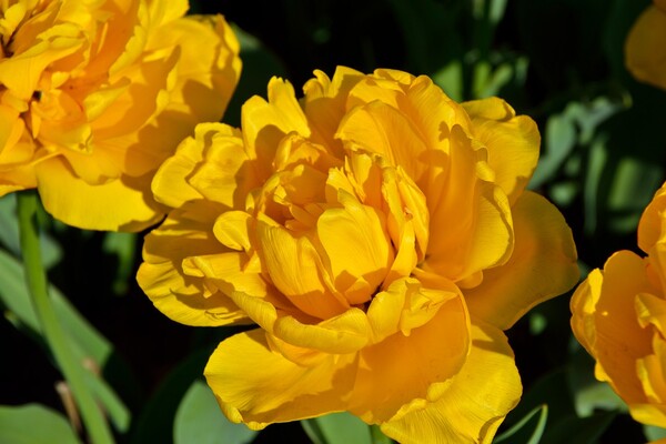 Полюбуйся: в ботсаду цветут маргаритки, тюльпаны и нарциссы  фото 11