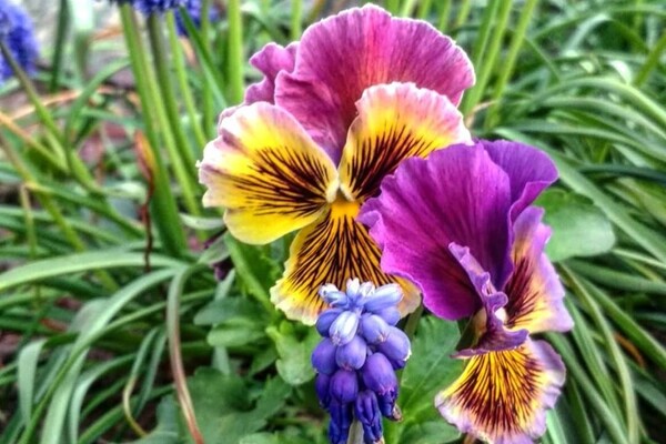 Полюбуйся: в ботсаду цветут маргаритки, тюльпаны и нарциссы  фото 12