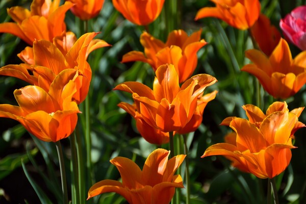 Полюбуйся: в ботсаду цветут маргаритки, тюльпаны и нарциссы  фото 13