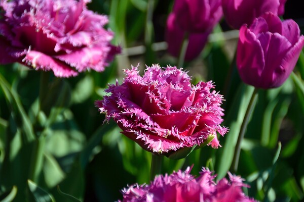 Полюбуйся: в ботсаду цветут маргаритки, тюльпаны и нарциссы  фото 14