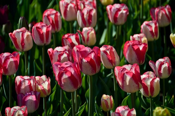Полюбуйся: в ботсаду цветут маргаритки, тюльпаны и нарциссы  фото 15