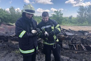 Около стройплощадки запорожских мостов произошел пожар: от гибели спасли щенков фото 2