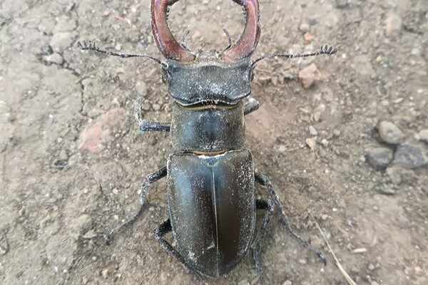 Береги природу: в Запорожье &quot;нашествие&quot; краснокнижных жуков фото 3