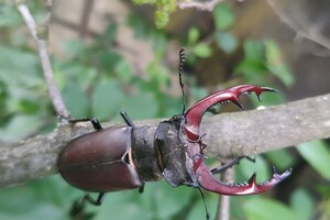 Береги природу: в Запорожье &quot;нашествие&quot; краснокнижных жуков фото 7