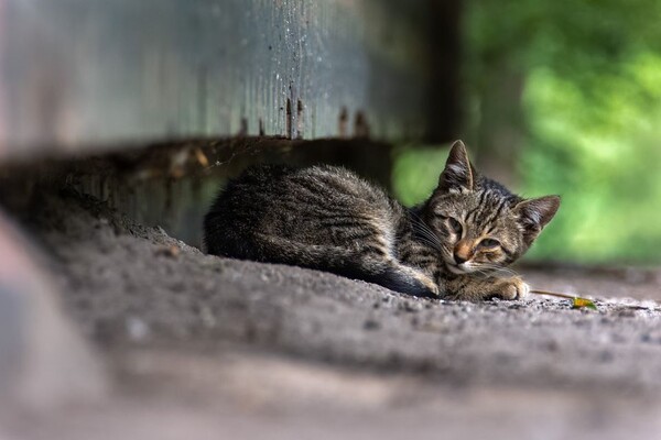 Полюбуйся: какие котики живут на Бабурке (фото) фото 1