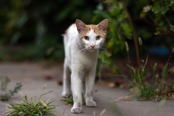 Полюбуйся: какие котики живут на Бабурке (фото) фото 2