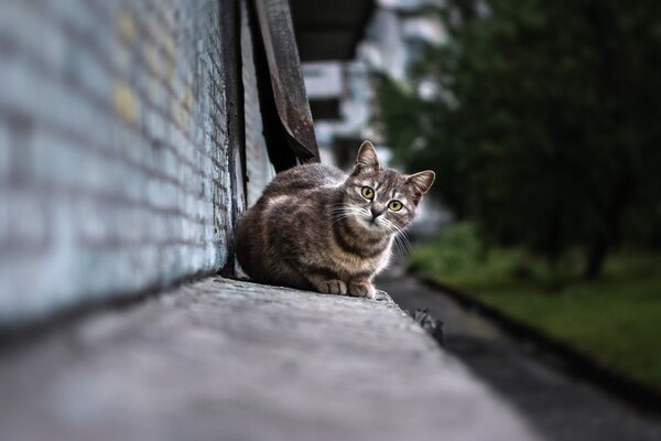 Полюбуйся: какие котики живут на Бабурке (фото) фото 3