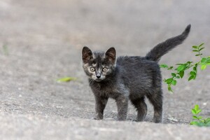 Полюбуйся: какие котики живут на Бабурке (фото) фото 4
