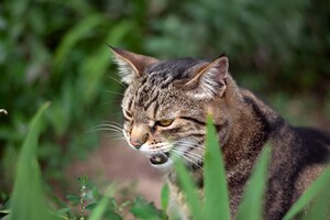 Полюбуйся: какие котики живут на Бабурке (фото) фото 5