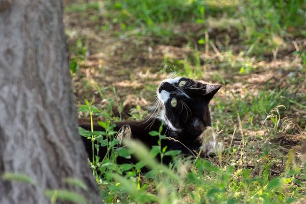 Полюбуйся: какие котики живут на Бабурке (фото) фото 6