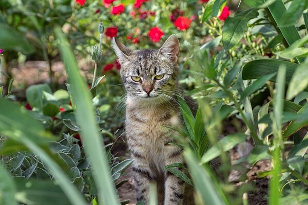 Полюбуйся: какие котики живут на Бабурке (фото) фото 7