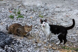 Полюбуйся: какие котики живут на Бабурке (фото) фото 8